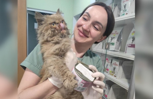 Шафа чи Глорія: врятована кішка з Бородянки нарешті поїде додому