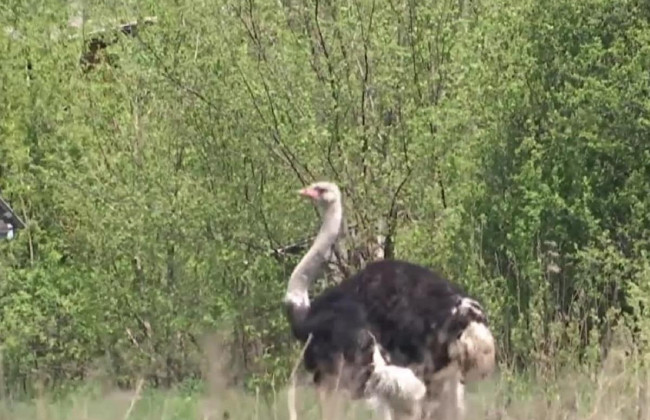Под Киевом оккупанты чуть не съели страуса: его спасли и кормили селяне