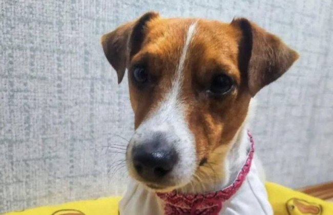 Знаменитый пес Патрон примерил вышиванку: милое фото