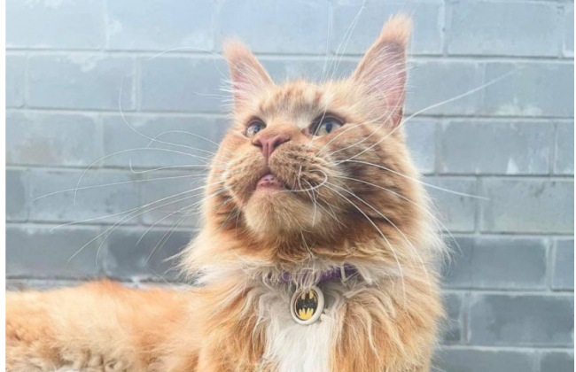 Жизнь в оккупации, похищение, новый белорусский паспорт и воссоединение с хозяевами: история кота из Бучи