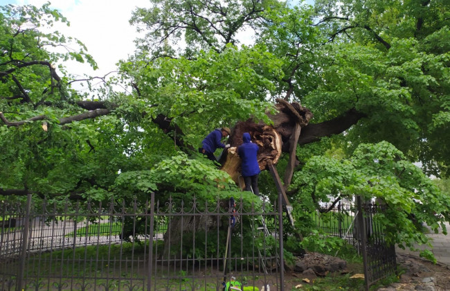 Липу Петра Могилы начали «лечить» в Киеве: новые подробности