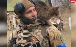Хвостаті друзі: як котики підтримують бійців ЗСУ на фронті, відео
