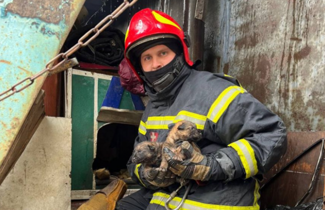 Спасатели вынесли из огня семь маленьких слепых щенков в Киеве, фото
