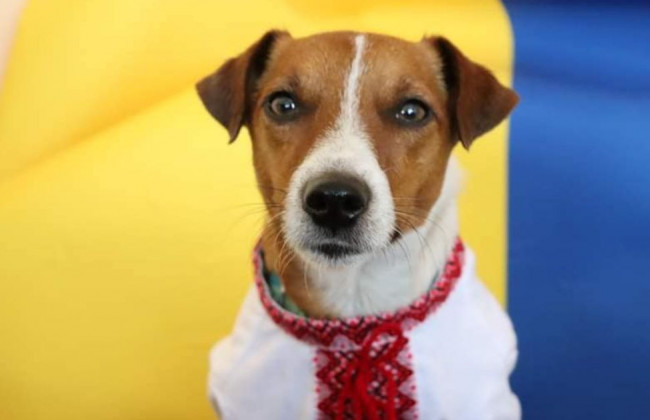 Пес Патрон празднует День вышиванки: трогательное фото