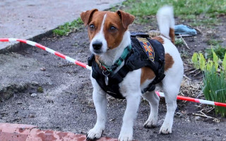 Пес Патрон стал лицом нового мобильного приложения «Разминирование Украины», фото