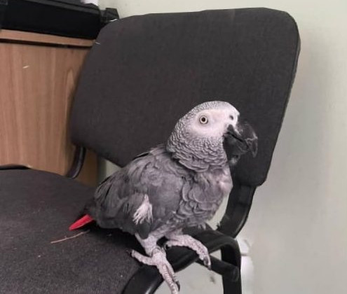 В Харкові працівники прокуратури під час слідчих дій врятували папугу