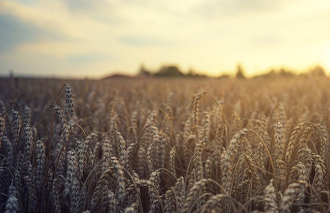 Україні знадобиться декілька років, щоб відновити сільськогосподарське виробництво через збитки, завдані війною