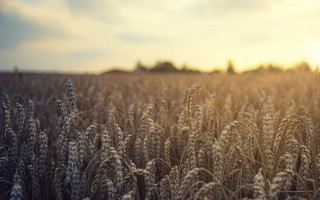 Україні знадобиться декілька років, щоб відновити сільськогосподарське виробництво через збитки, завдані війною