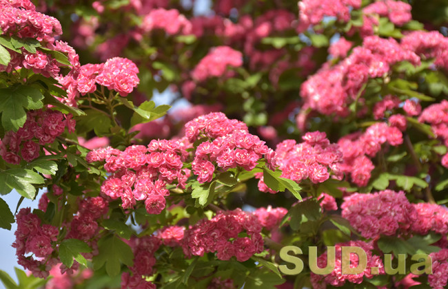 Приметы на 24 мая: что нельзя делать, чтобы не отпугнуть счастье