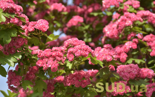 Приметы на 24 мая: что нельзя делать, чтобы не отпугнуть счастье