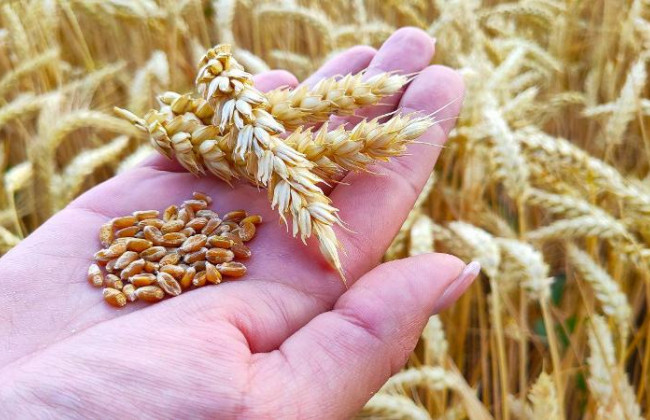 Из-за войны в Украине мировых запасов пшеницы осталось на 10 недель, – ООН