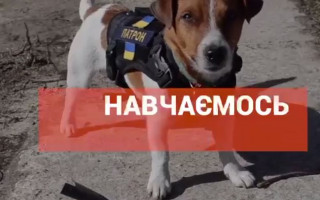 Пес Патрон стал героем серии обучающих видео для детей