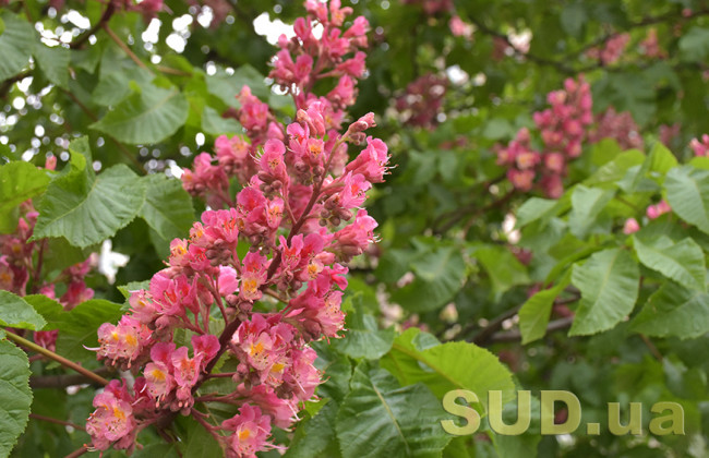 Как привлечь удачу 27 мая и что не стоит делать в этот день