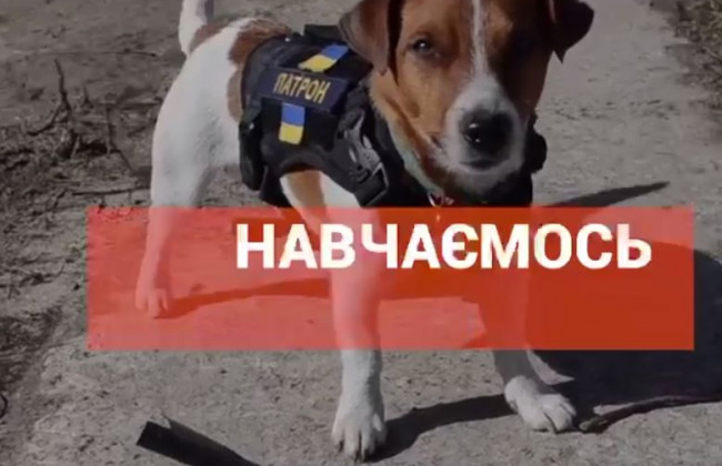 Пес Патрон стал героем серии обучающих видео для детей