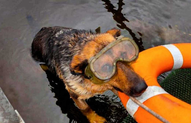 Аква-рятувальниця: у ДСНС служить собака-водолаз Найда, фото і відео