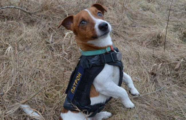 В Каннах пса Патрона наградили премией «Пальмовый пес»: видео