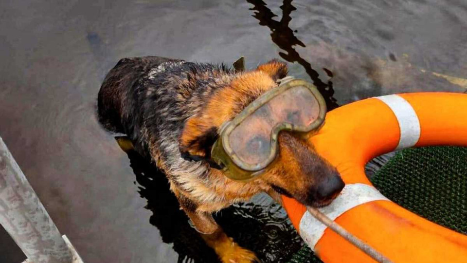 Аква-рятувальниця: у ДСНС служить собака-водолаз Найда, фото і відео