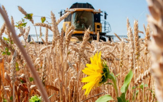 Україна має достатньо зерна, щоб прогодувати себе до кінця року, — ОП