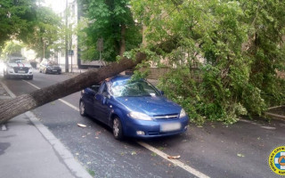В Киеве из-за непогоды дерево разбило автомобиль: фото