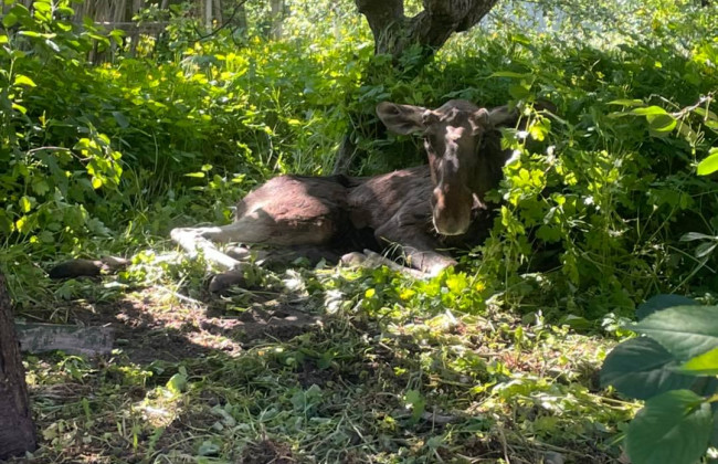 В Буче спасли раненого лося, который бегал по улицам города, фото