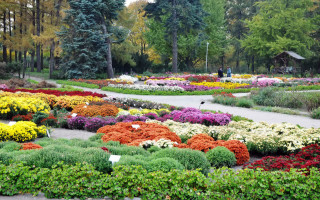 Ботанический сад на Печерске снова открыт: график работы