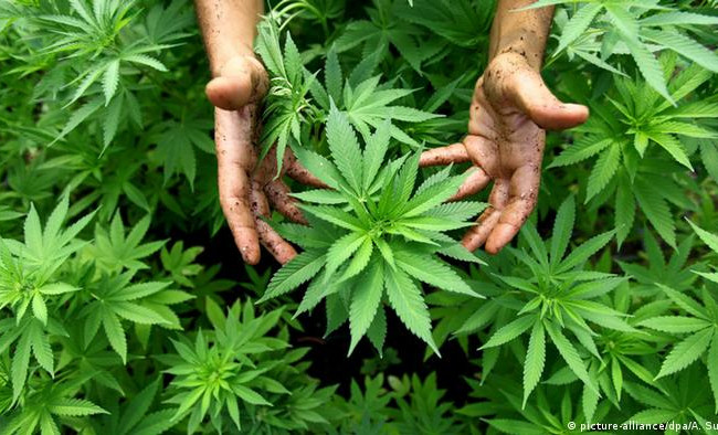 Львівський апеляційний суд підтвердив вирок 5 років позбавлення волі  пенсіонеру, який вирощував для себе канабіс