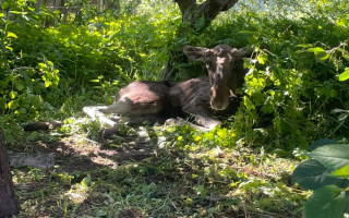 В Буче спасли раненого лося, который бегал по улицам города, фото
