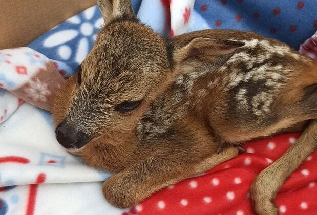 В Харьковской области спасли олененка, у которого погибла мать