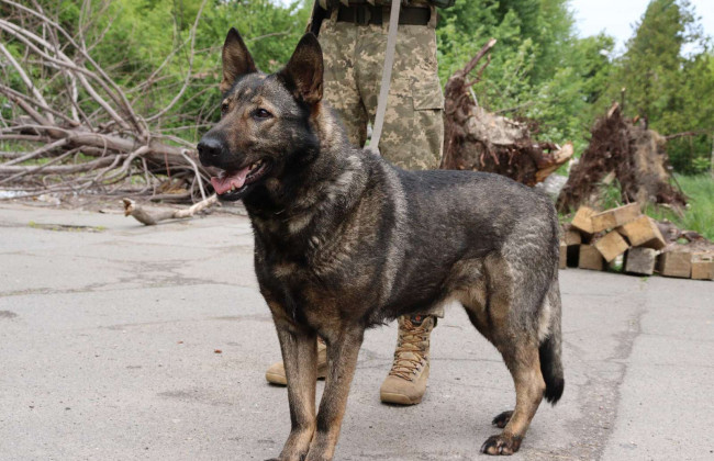 Шукає ворожі «подарунки»: в ГУР показали фото собаки-розвідниці Вєсти