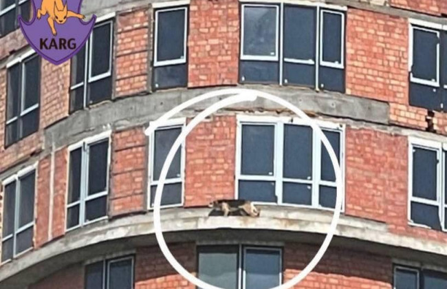 В Киеве с 18-го этажа недостроя спасли пса-экстремала, фото