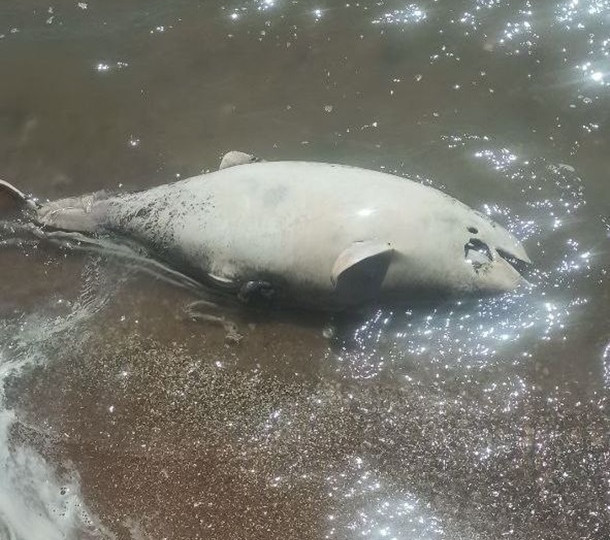 В Азовском море возле Мариуполя зафиксирован мор дельфинов
