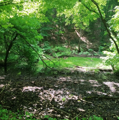 В лесу под Киевом обнаружили редкие орхидеи: их не видели в этом месте почти 20 лет, фото