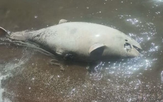 В Азовском море возле Мариуполя зафиксирован мор дельфинов