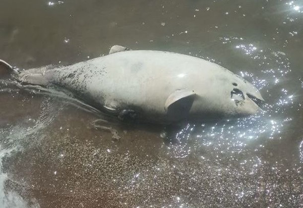 В Азовском море возле Мариуполя зафиксирован мор дельфинов