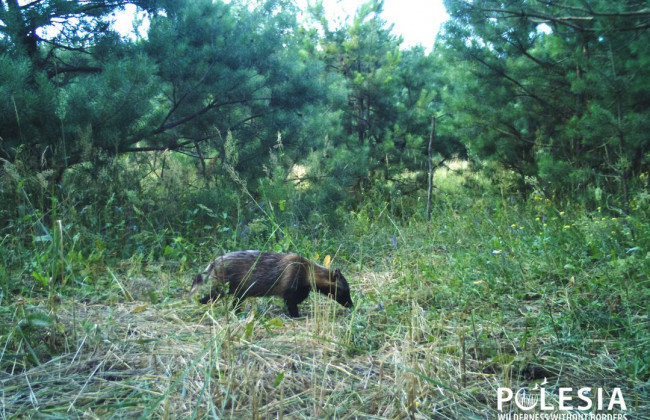 Гуляет сам по себе: в Чернобыле показали пушистого хищника