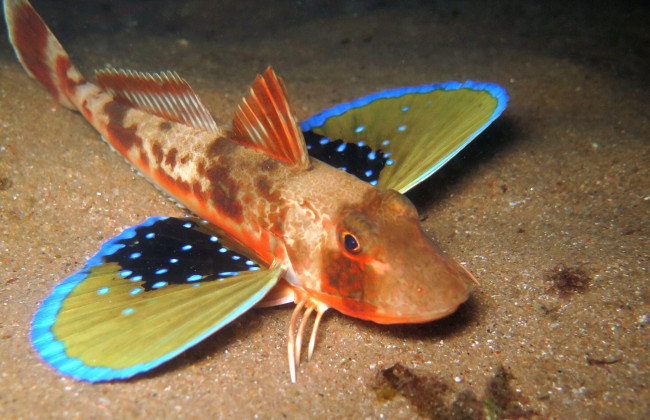 В Азовском море начала гибнуть занесенная в Красную книгу рыба: фото