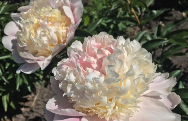 В Киеве массово цветут пионы: где их искать