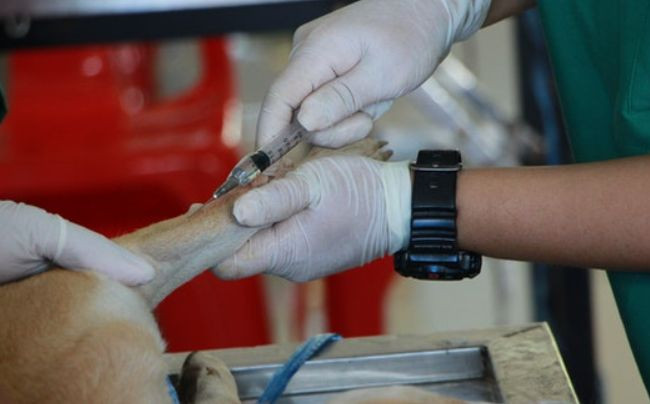 Закрыли в частном автобусе: в Киеве обнаружили трупы собак