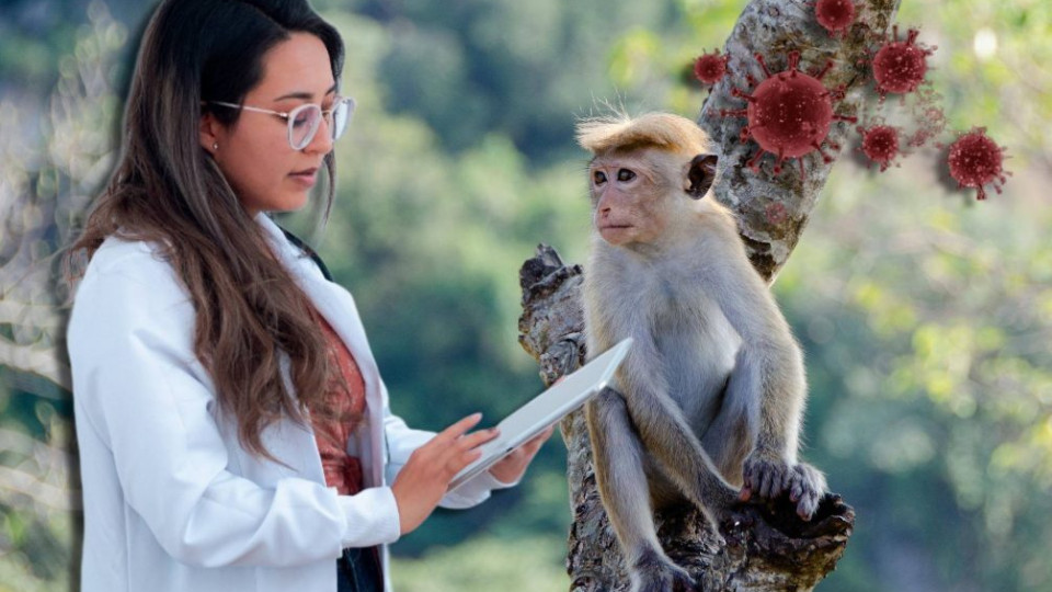 Первый случай оспы обезьян подтвердили в Бразилии