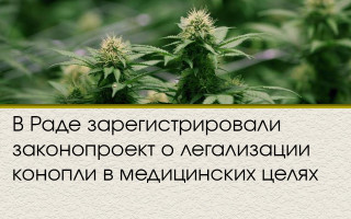 В Раде зарегистрировали законопроект о легализации конопли в медицинских целях