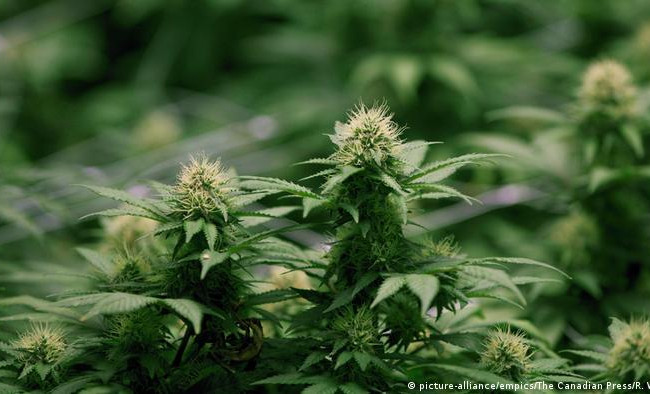 В Раде зарегистрировали законопроект о легализации конопли в медицинских целях