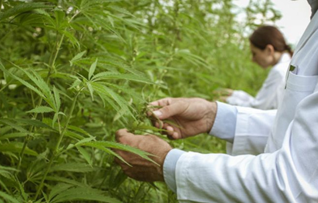 Опубликован текст законопроекта о продаже препаратов из каннабиса