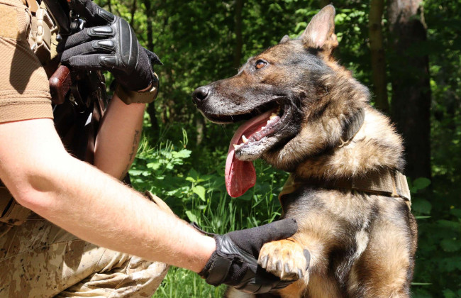 Розвідник Зорро: в ГУР показали фото найдосвідченішого чотирилапого колеги
