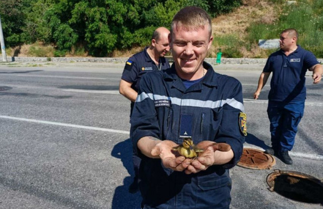 В Харькове спасли из канализационного колодца утку и 9 утят
