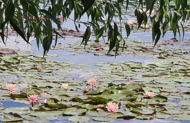На столичном озере зацвели уникальные «русалкины» цветы: фото