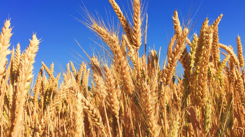США и ЕС планируют построить на границах Украины временные хранилища для пшеницы