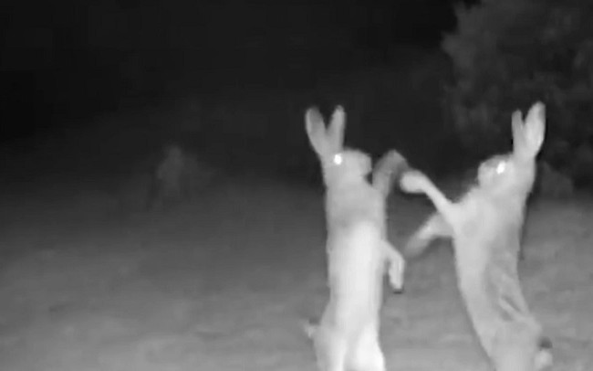 Устроили бои без правил: в Турции в фотоловушку попали два зайца, видео