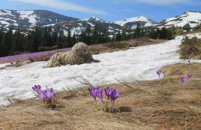 «Не овечка, а дуже серйозний пес», — у ДСНС показали собаку-рятувальника із Закарпаття, фото