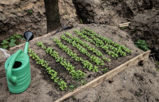 Посадили грядки і завели порося: побут бійців територіальної оборони, фото