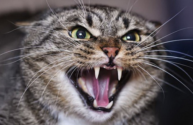 В Печерському районі Києва введено карантин через труп кота